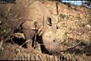 Preview of: 
rhino5.jpg 
350 x 239 compressed image 
(107,970 bytes)