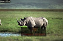 Preview of: 
rhino7.jpg 
365 x 243 compressed image 
(80,369 bytes)