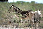 Preview of: 
zebra13.jpg 
350 x 241 compressed image 
(91,919 bytes)