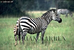 Preview of: 
zebra25.jpg 
350 x 237 compressed image 
(85,141 bytes)