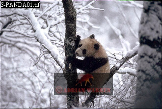 Giant Panda, Ailuropoda melanoleuca, panda01.jpg 
330 x 222 compressed image 
(71,454 bytes)