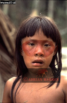Waorani Indian, Ecuadaor,  tribe_SUSA02.jpg 
229 x 350 compressed image 
(68,324 bytes)