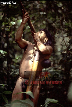 Waorani Indian, Ecuadaor,  tribe_SUSA05.jpg 
236 x 350 compressed image 
(80,831 bytes)
