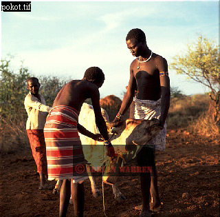 Pokot, tribe_Africa18.jpg 
320 x 315 compressed image 
(95,652 bytes)