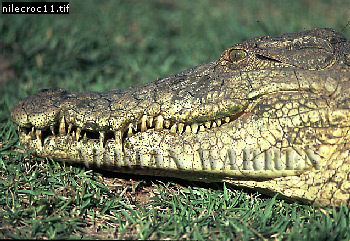 Nile Crocodile, Crocodylus niloticus, crocs13.jpg 
350 x 241 compressed image 
(111,802 bytes)