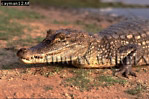 Cayman, Preview of: 
crocs02.jpg 
350 x 234 compressed image 
(99,135 bytes)