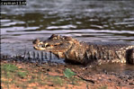 Cayman, Preview of: 
crocs03.jpg 
350 x 234 compressed image 
(92,736 bytes)