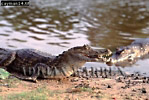 Cayman, Preview of: 
crocs04.jpg 
350 x 235 compressed image 
(93,641 bytes)