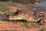 Cayman, Preview of: 
crocs05.jpg 
350 x 237 compressed image 
(102,340 bytes)