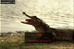 Cayman, Preview of: 
crocs06.jpg 
320 x 213 compressed image 
(60,757 bytes)