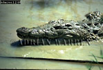 Nile Crocodile, Preview of: 
crocs14.jpg 
350 x 239 compressed image 
(84,985 bytes)