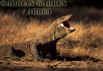 Komodo Dragon, Varanus komodensis, Preview of: 
dragon01.jpg 
320 x 217 compressed image 
(67,164 bytes)