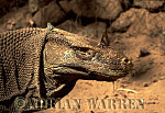 Komodo Dragon, Varanus komodensis, Preview of: 
dragon02.jpg 
320 x 217 compressed image 
(53,658 bytes)
