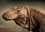 Komodo Dragon, Varanus komodensis, Preview of: 
dragon03.jpg 
320 x 217 compressed image 
(67,333 bytes)