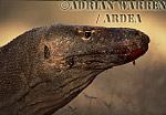 Komodo Dragon, Varanus komodensis, Preview of: 
dragon04.jpg 
320 x 218 compressed image 
(73,903 bytes)