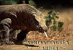 Komodo Dragon, Varanus komodensis, Preview of: 
dragon05.jpg 
320 x 217 compressed image 
(66,905 bytes)