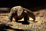 Komodo Dragon, Varanus komodensis, Preview of: 
dragon06.jpg 
320 x 217 compressed image 
(77,697 bytes)