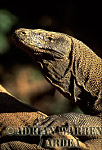 Komodo Dragon, Varanus komodensis, Preview of: 
dragon08.jpg 
320 x 214 compressed image 
(61,679 bytes)