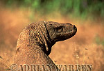 Komodo Dragon, Varanus komodensis, Preview of: 
dragon20.jpg 
222 x 320 compressed image 
(64,306 bytes)