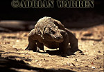 Komodo Dragon, Varanus komodensis, Preview of: 
dragon23.jpg 
320 x 218 compressed image 
(70,976 bytes)