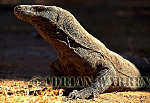 Komodo Dragon, Varanus komodensis, Preview of: 
dragon30.jpg 
320 x 220 compressed image 
(54,329 bytes)
