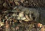 Komodo Dragon, Varanus komodensis, Preview of: 
dragon29.jpg 
320 x 220 compressed image 
(54,329 bytes)