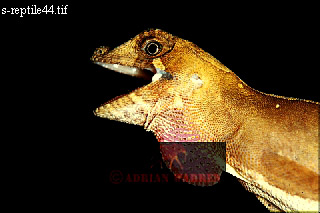 Anolis lizard, Anolis chrysolepis planicaps, lizards01.jpg 
320 x 213 compressed image 
(41,853 bytes)