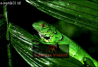 lizards02.jpg 
320 x 221 compressed image 
(75,679 bytes)