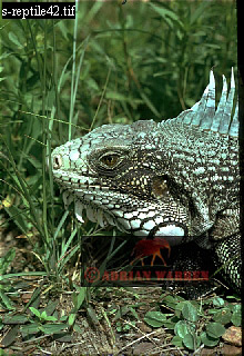 Iguana, Igauna Iguana, lizards07.jpg 
220 x 320 compressed image 
(91,333 bytes)