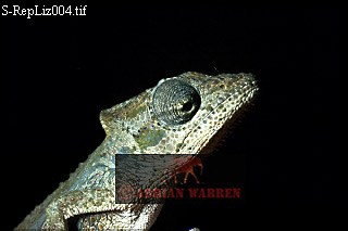 Pygmy Chamaeleon, Chamaeleo pumila, lizards22.jpg 
320 x 213 compressed image 
(35,336 bytes)