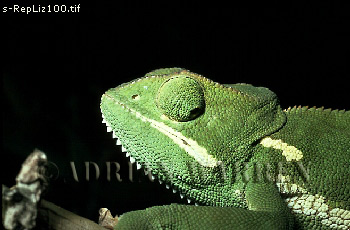 Flap-necked Chamaeleon, Chamaeleo dilepis, lizards23.jpg 
350 x 230 compressed image 
(66,459 bytes)