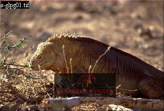 Land Iguana, Conolophus subcristatus, lizards28.jpg 
320 x 218 compressed image 
(70,738 bytes)