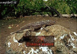 Lava Lizard, Tropidurus albemarlensis, lizards33.jpg 
320 x 224 compressed image 
(87,784 bytes)