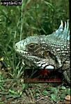 Preview of: 
lizards07.jpg 
220 x 320 compressed image 
(91,333 bytes)