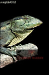 Preview of: 
lizards08.jpg 
211 x 320 compressed image 
(47,916 bytes)