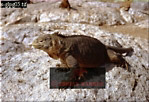 Preview of: 
lizards31.jpg 
320 x 220 compressed image 
(82,932 bytes)