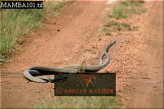 snake28.jpg 
320 x 213 compressed image 
(74,637 bytes)