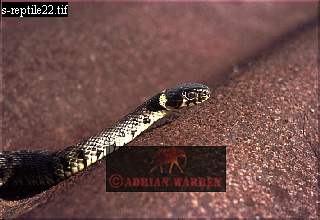 snake50.jpg 
320 x 220 compressed image 
(67,586 bytes)