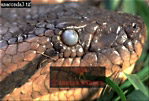 Preview of: 
snake15.jpg 
320 x 218 compressed image 
(71,610 bytes)
