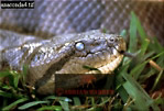 Preview of: 
snake16.jpg 
320 x 219 compressed image 
(68,642 bytes)