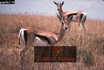 antelope119.jpg 
358 x 239 compressed image 
(86,939 bytes)