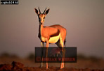 Preview of: 
antelope115.jpg 
360 x 249 compressed image 
(50,561 bytes)