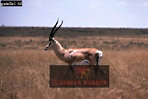 Preview of: 
antelope117.jpg 
360 x 242 compressed image 
(67,282 bytes)