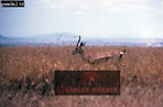 Preview of: 
antelope118.jpg 
360 x 236 compressed image 
(72,898 bytes)