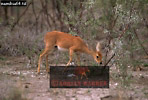 Preview of: 
antelope126.jpg 
360 x 245 compressed image 
(99,921 bytes)