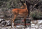 Preview of: 
antelope127.jpg 
360 x 247 compressed image 
(110,422 bytes)