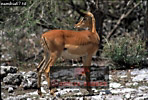 Preview of: 
antelope128.jpg 
360 x 244 compressed image 
(109,106 bytes)