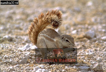 squirrel1.jpg 
365 x 249 compressed image 
(90,602 bytes)