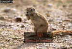 Preview of: 
squirrel3.jpg 
365 x 248 compressed image 
(89,649 bytes)