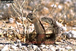 Preview of: 
squirrel4.jpg 
365 x 248 compressed image 
(107,725 bytes)